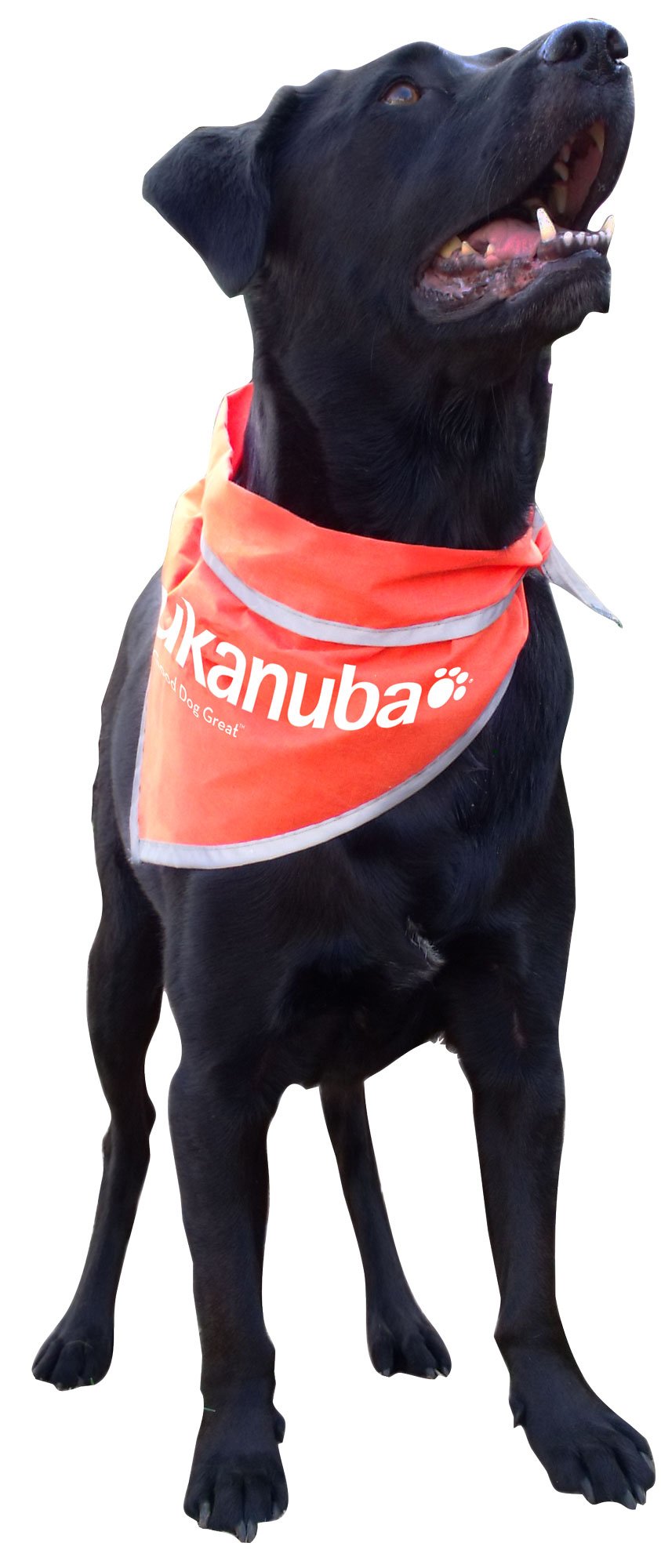 BA055 Large Triangle Bandana with Reflective Binding 
