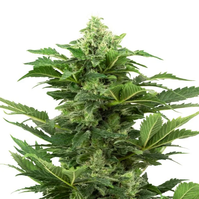 Auto-flowering Seeds