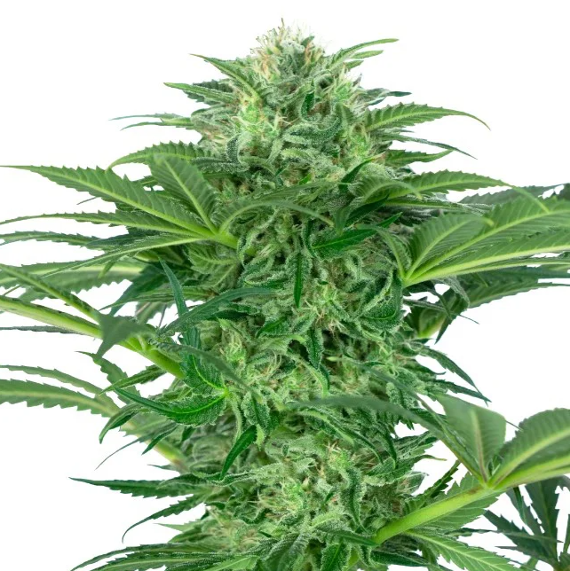 Low THC Seeds