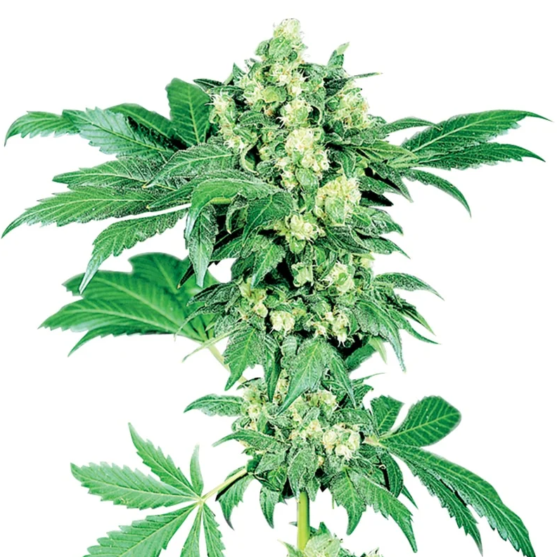 Regular Cannabis Seeds