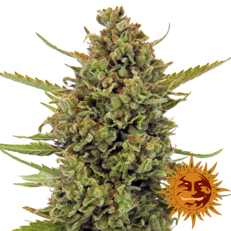 High THC Seeds