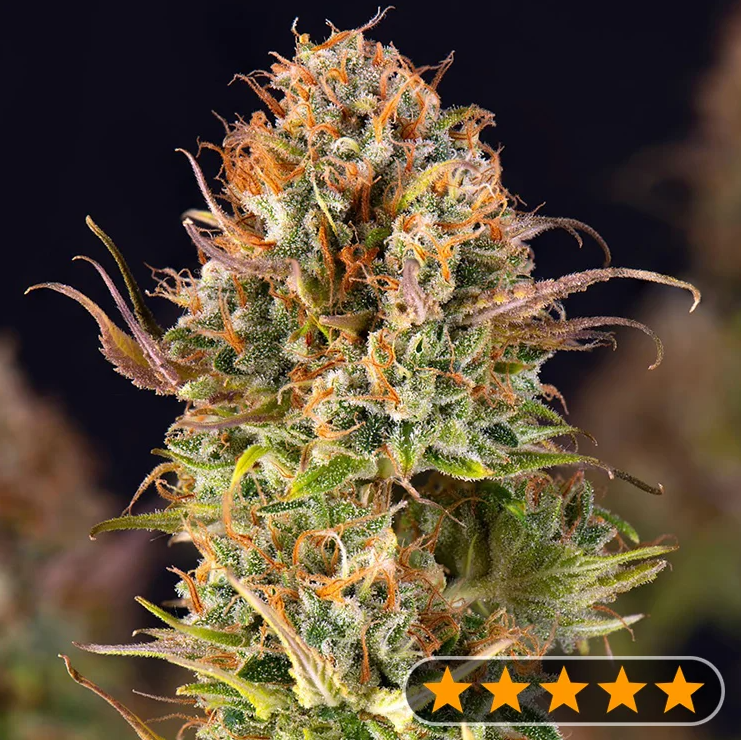 Outdoor Cannabis Seeds