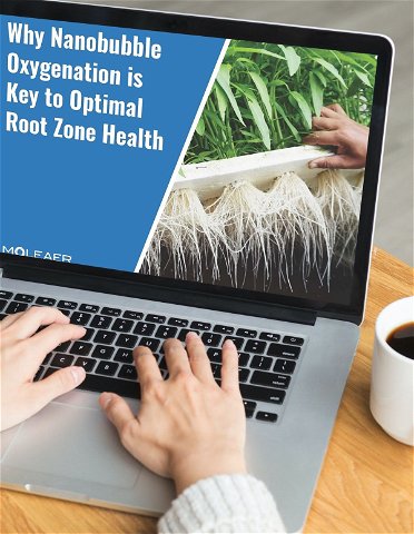 eBook: Why Nanobubble Oxygenation is Key to Optimal Root Zone Health