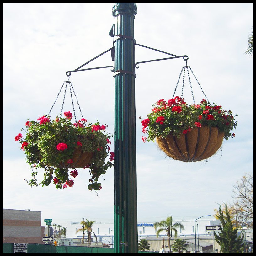 Commercial Hanging Baskets