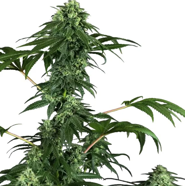 Feminized Seeds
