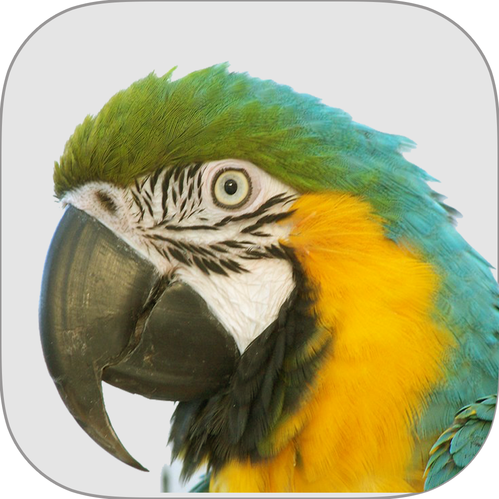  Macaw Agency Management System