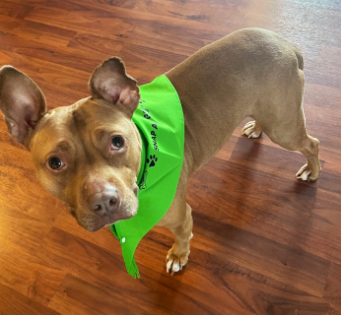 Snap & Go Pet Triangles
