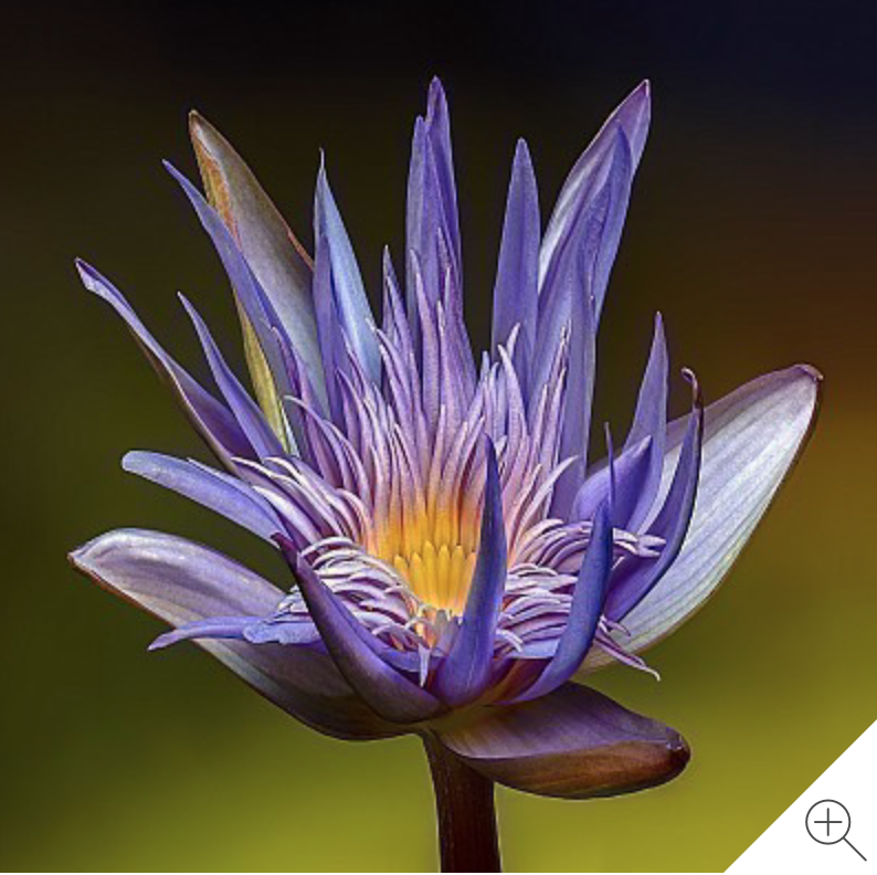 Waterlily Imagery