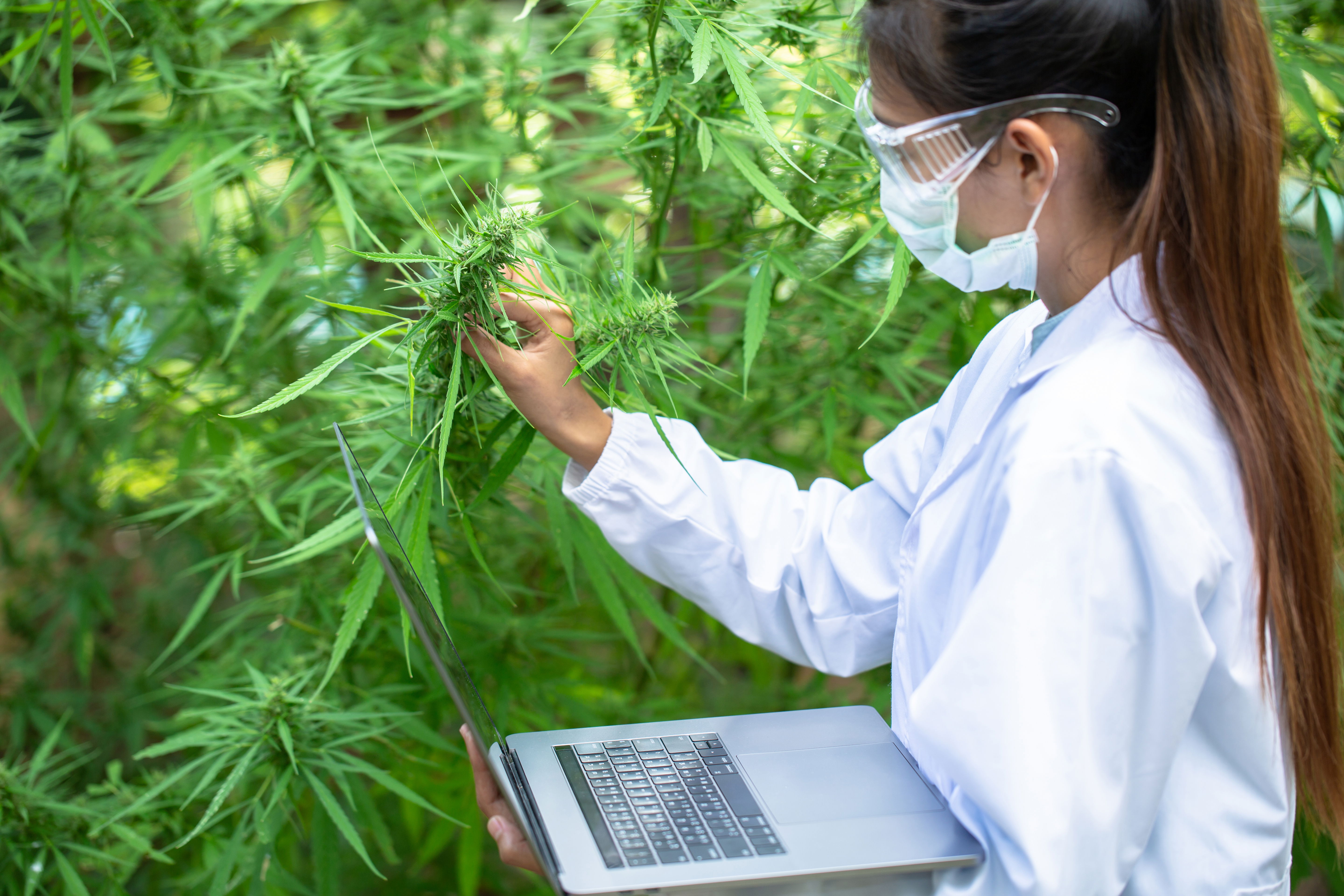 Plant Pathogen Testing