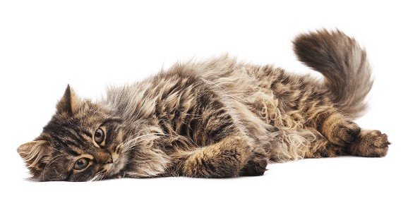 Cat & Kitten Insurance plans from Spot