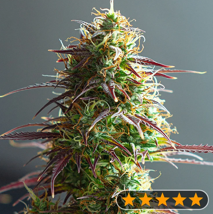 Indoor Cannabis Seeds