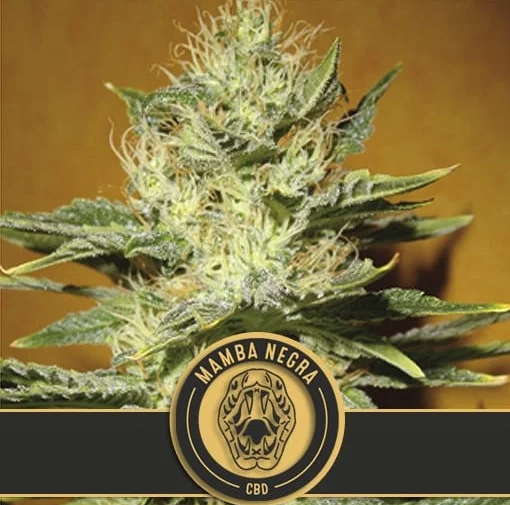 CBD Seeds