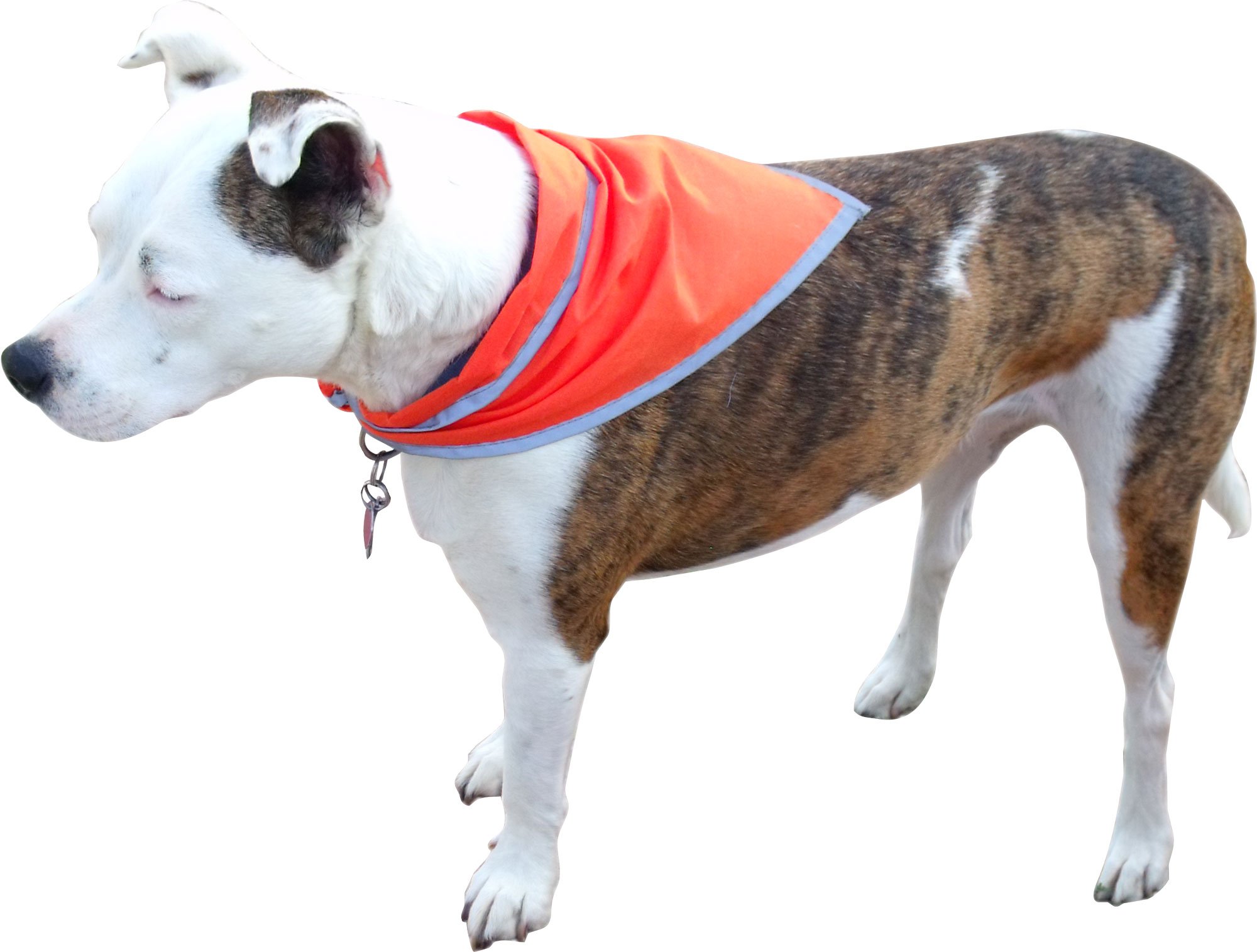 BA154 Medium Triangle Bandana with Reflective Binding