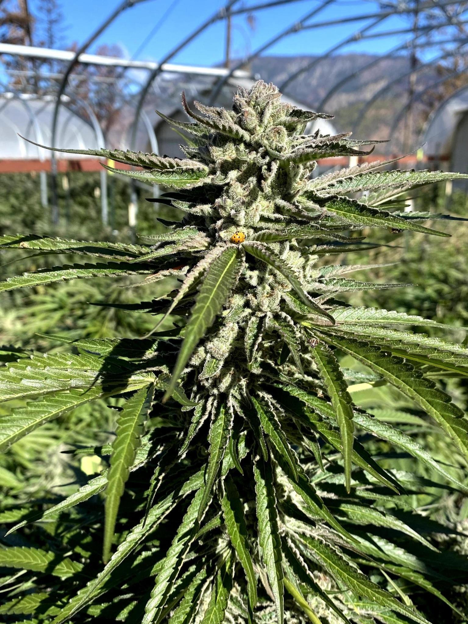 California Cannabis Farms