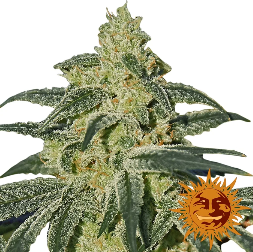 Greenhouse Strains