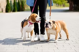 Educational & Referral Services: Pet Care