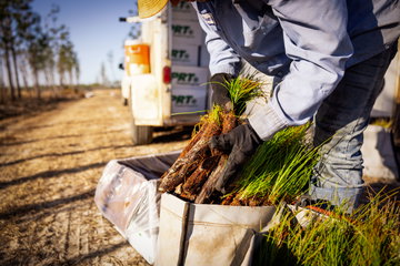 Reforestation
