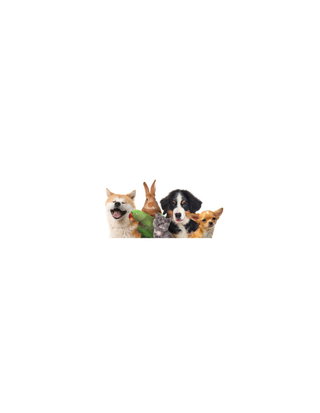 Why Pet Care is an Important Employee Benefit