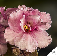 Floral Photography