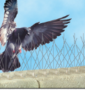 Bird Spikes