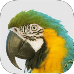  Macaw Agency Management System