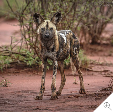 Wildlife Photography