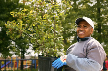 Community Tree Distributions