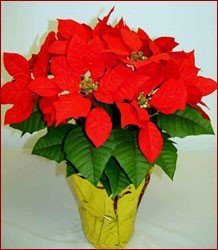 20" Tall Red Silk Poinsettia Plant in an 8" Molded Form