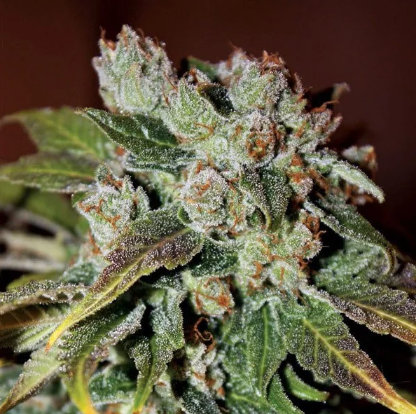 Blue Strains