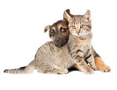 Customizable Pet Insurance Plan Options provided by Spot